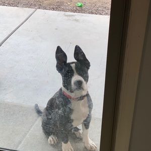 Meet your Posher, Abigail